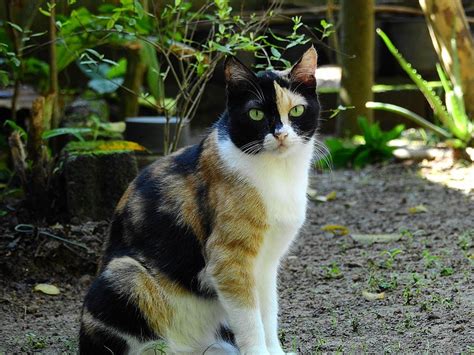 10 Fun Facts About Calico Cats Cat Food Advisor