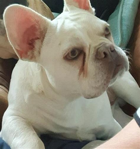 Best Rare French Bulldog Don T Miss Out Bulldogs