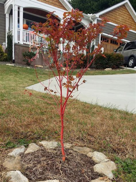 Buy Acer Palmatum Cupid Dwarf Coral Bark Japanese Maple Mr Maple