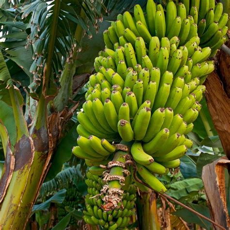Best Prices Price Banana Seeds