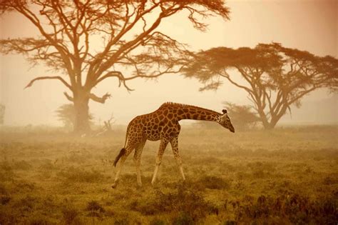 7 Reasons To Visit An African Safari This Summer African Safari Tours