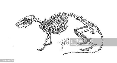 Rat Skeleton Photos And Premium High Res Pictures Getty Images