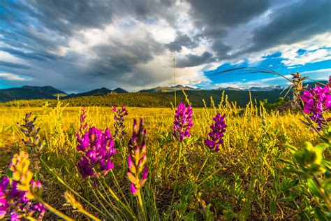 Where To Find Colorful Colorado Wildflowers Insider Families