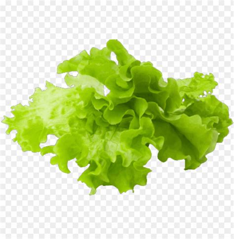 Download High Quality Lettuce Clipart Transparent Background