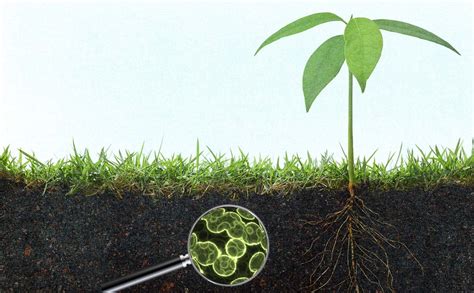 Soil Microbiology The Scientific Discipline Of Microbial Communities