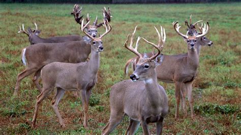 cwd on deer and elk farms continues to spread despite efforts