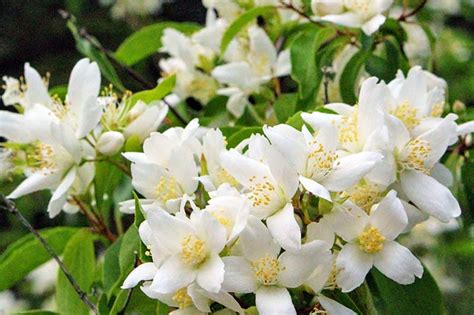 How To Grow And Care For Mock Orange Shrubs Gardeners Path