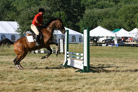 Bay Thoroughbred Hunterjumper At Show By Horsestockphotos On Deviantart