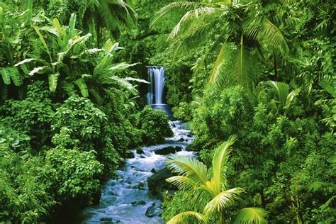 Tropical Rainforest Boitany