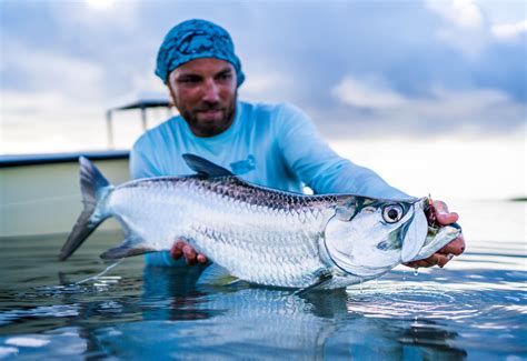 5 Tips For Landing Your First Tarpon Flylords Mag
