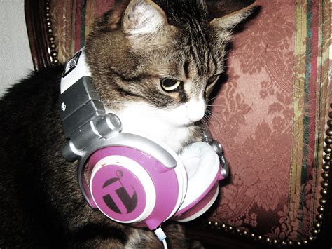 Headphones Cats Wallpapers Hd Desktop And Mobile Backgrounds