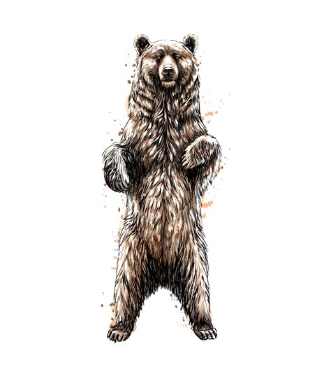 Brown Bear Standing On His Hind Legs From A Splash Of Watercolor Hand Drawn Sketch Vector