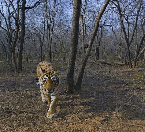 Tiger Conservation Beyond Protected Areas I Roundglass I Sustain