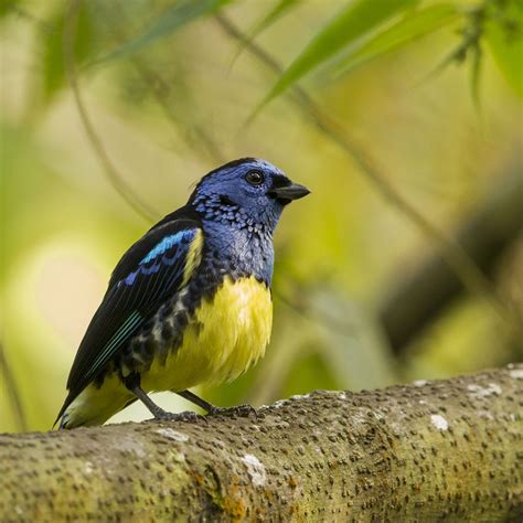 Birds Archive Birding Trinbago
