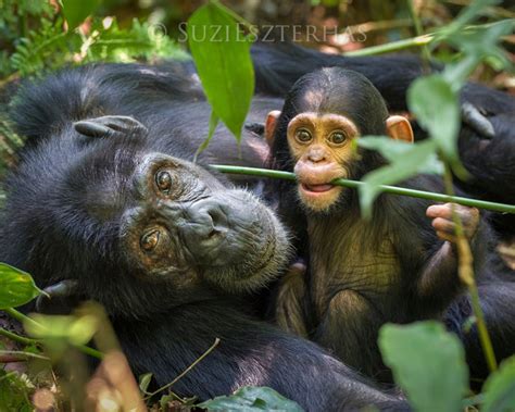 Baby Chimpanzee Playing With Mom Photo Print Baby Animal Etsy