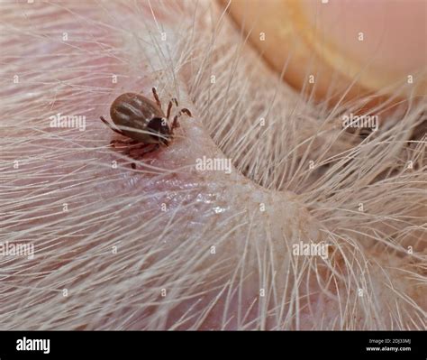 Common Dog Tick Found On The Inside Of A Dogs Ear Stock Photo Alamy