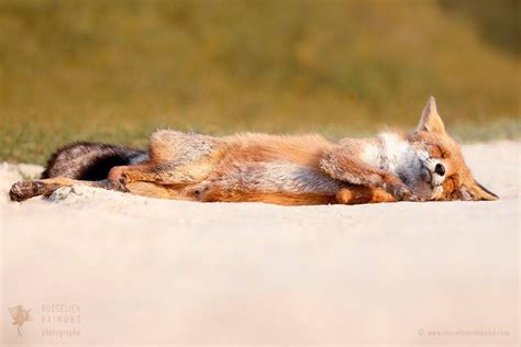 Sleepy Foxxo Photo By Roeselien Raimond Fox Animals