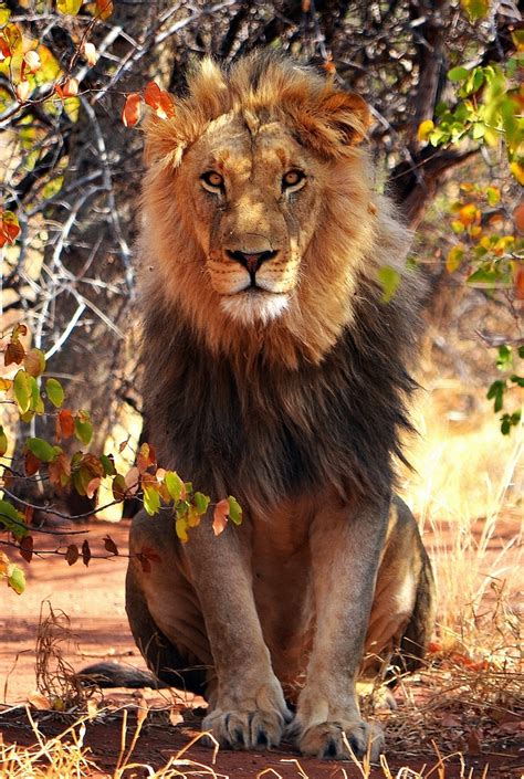 Male Lion Male Lion Majestic Animals Lion