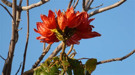 Check spelling or type a new query. Spanish tree with very large red flowers/Fuerteventura