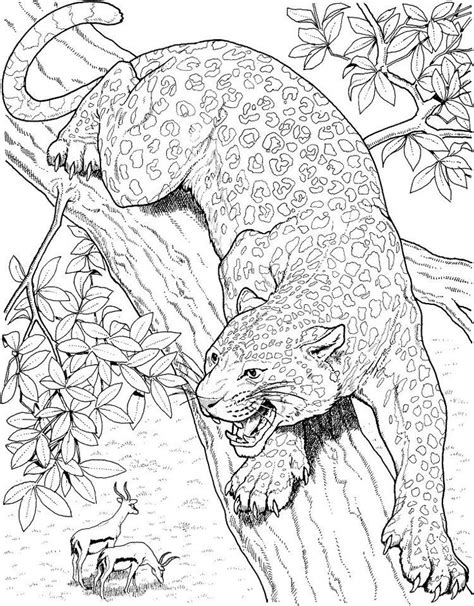 Realistic Big Cat Coloring Pages | Cat coloring page, Animal coloring