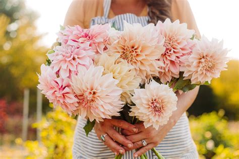 Overwintering Dahlias — Flourish Flower Farm