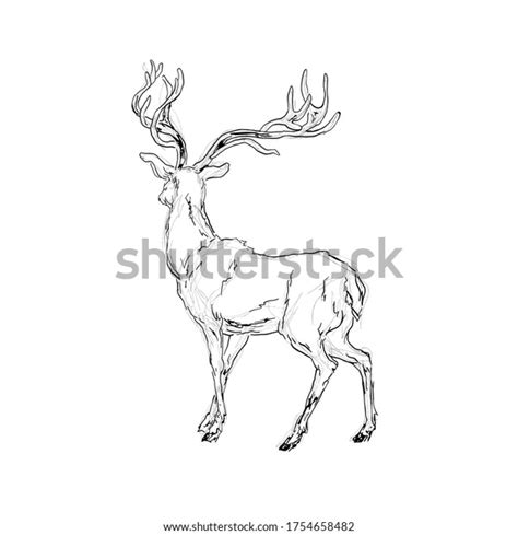 Deer Ink Pencil Hand Drawn Illustration Stock Illustration 1754658482
