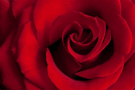 Free Photo Red Rose Close Up Beautiful Macro Rose Free Download