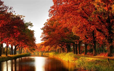 Autumn Fall Tree Forest Landscape Nature Leaves Wallpaper 1920x1200