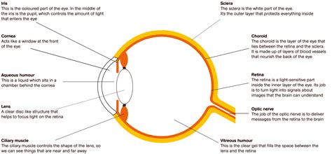 The Eyes Sightsavers Body Anatomy Parts Of The Eye Eyes