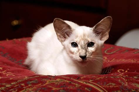 Balinese Cat Breed Information And Advice Your Cat