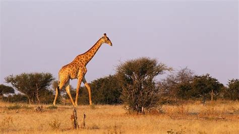 What Is The Veld Of South Africa Giraffe Animals Save Wildlife