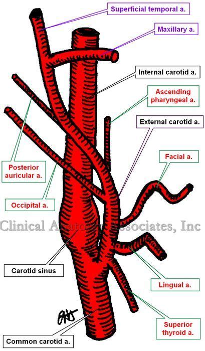 Its size, in the adult, is equal to that of the external carotid, though, in the child, it is larger than that vessel. Image result for branches of internal carotid artery