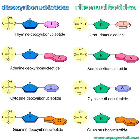 Ribonucléotide Définition Illustrée Et Explications