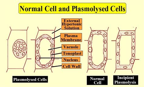 Plasmolysis In A Cell Examples Importance And Types Vlr Eng Br