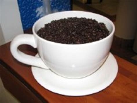 Zibetkatze englisch | zibetkatze translation. Kopi Luwak - der teuerste Kaffee der Welt