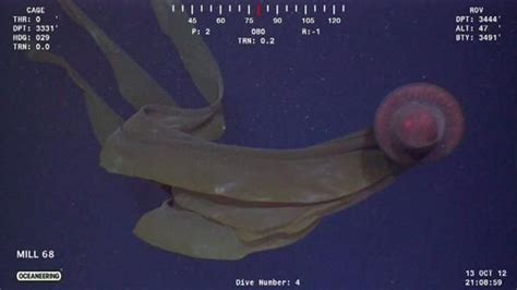 Stygiomedusa Gigantea Giant Jellyfish Jellyfish Creatures