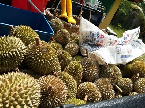 Check spelling or type a new query. faizaleda: Musim Durian Balik Pulau Mai Lagi