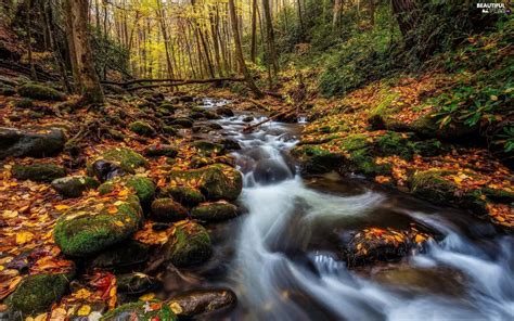 Mossy Forest Autumn Leaf Stones Stream Beautiful Views