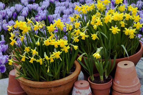 Info On Planting And Growing Daffodils