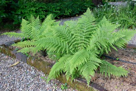 Lady Ferns Plant Care And Growing Guide