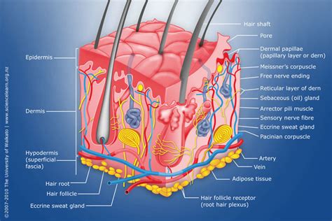 Learn about the skin's function and the skin is the largest organ of the body, with a total area of about 20 square feet. Diagram of human skin structure — Science Learning Hub