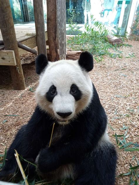 Panda Updates Wednesday January 10 Zoo Atlanta