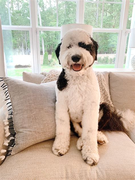 Our Giant Sheepadoodle The Good Bad And The Smelly Chrissy Marie Blog