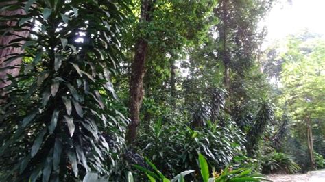 Lush greenery in forest research institute of malaysia (frim).jpg 645 × 432; FRIM -Forest Research Institute of Malaysia (Petaling Jaya ...