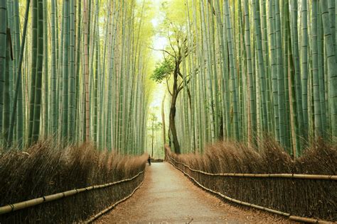 Kyoto's Bamboo Forest: The Complete Guide