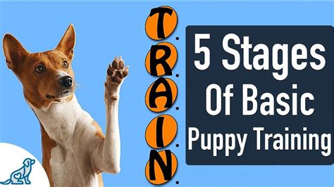 Puppy Training Basics Your 5 Stages Of Training Professional Dog