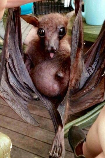 340 Best Cutest Bats Ever Images On Pinterest Baby Bats Fluffy Pets