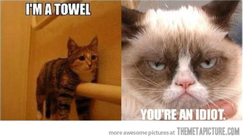 Funny Cat Memes June 2013
