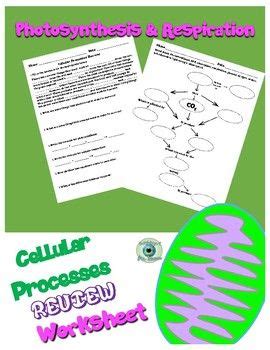 Videos (over 2 million educational videos available). Cellular Processes Review Worksheet | Worksheets, Cellular ...