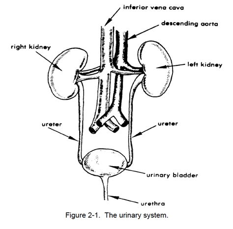 Human Urinary System Diagram Labeled